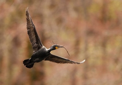 Cormoran_Stony_Brook_MC001