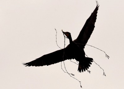 Cormoran_Stony_Brook_MC003