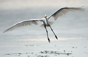 Corrado Egret Landing 1.JPG