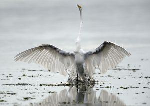 Corrado Egret Landing 3.JPG 