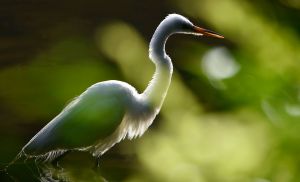 Egret - Stony Brook, NY