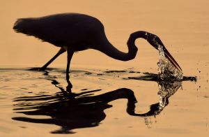 Egret - Stony Brook, NY