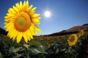 Debbie's Sunflower- Certaldo Italy